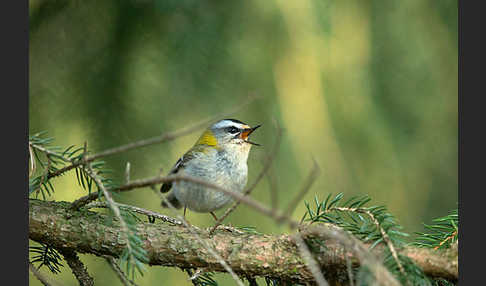 Sommergoldhähnchen (Regulus ignicapillus)