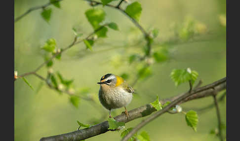 Sommergoldhähnchen (Regulus ignicapillus)