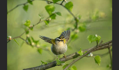 Sommergoldhähnchen (Regulus ignicapillus)