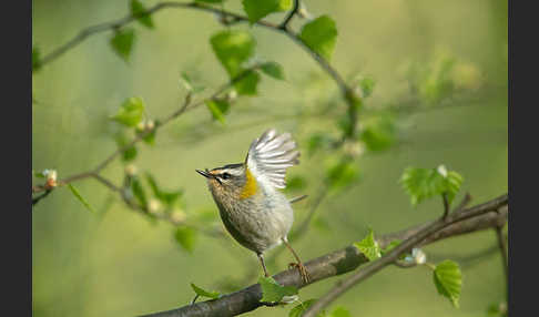 Sommergoldhähnchen (Regulus ignicapillus)