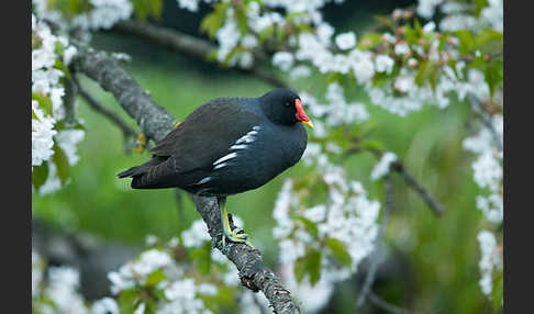 Teichralle (Gallinula chloropus)