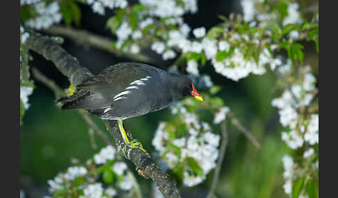 Teichralle (Gallinula chloropus)