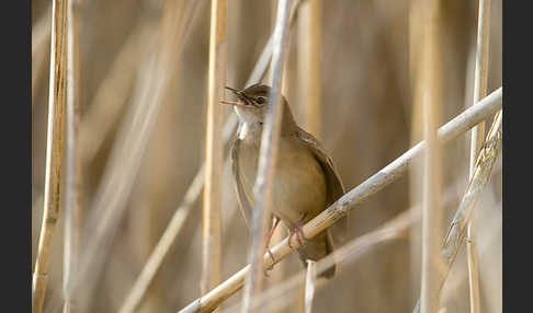 Rohrschwirl (Locustella luscinioides)