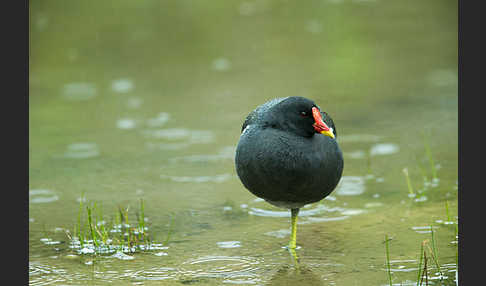 Teichralle (Gallinula chloropus)