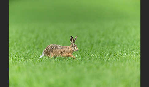 Feldhase (Lepus europaeus)