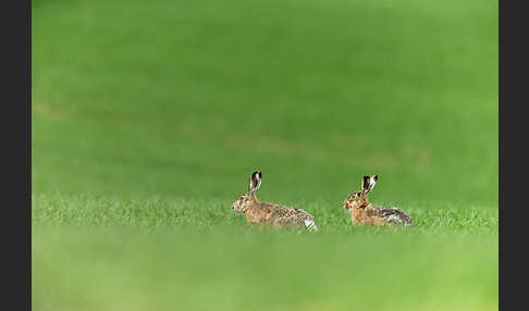 Feldhase (Lepus europaeus)