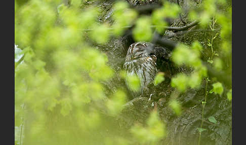 Waldkauz (Strix aluco)