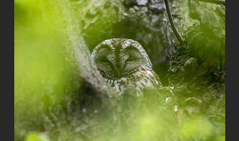 Waldkauz (Strix aluco)