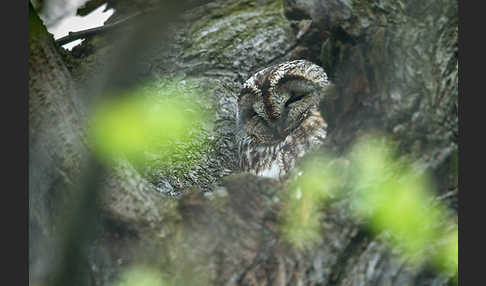 Waldkauz (Strix aluco)