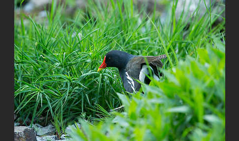 Teichralle (Gallinula chloropus)