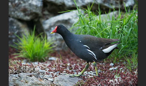 Teichralle (Gallinula chloropus)