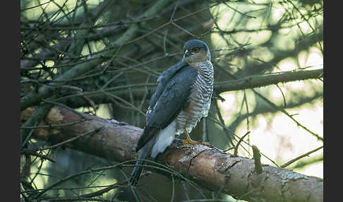 Sperber (Accipiter nisus)