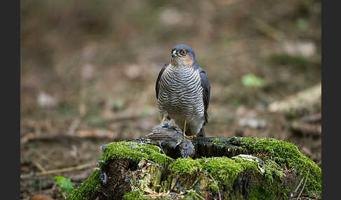 Sperber (Accipiter nisus)