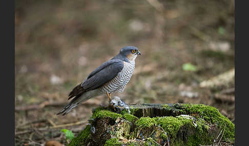 Sperber (Accipiter nisus)