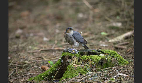 Sperber (Accipiter nisus)