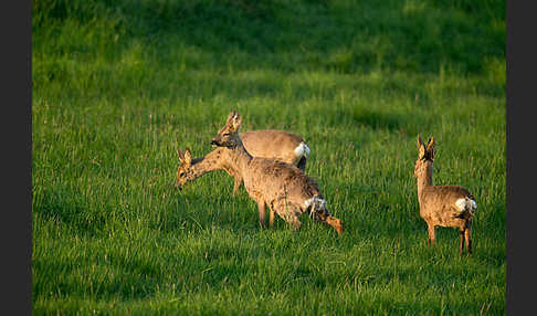 Rehwild (Capreolus capreolus)