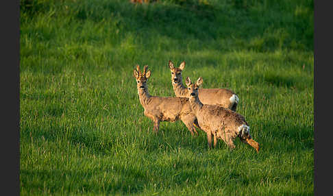 Rehwild (Capreolus capreolus)