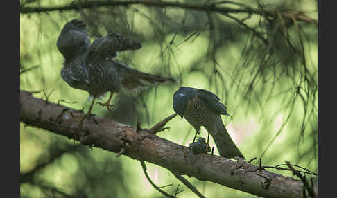 Sperber (Accipiter nisus)