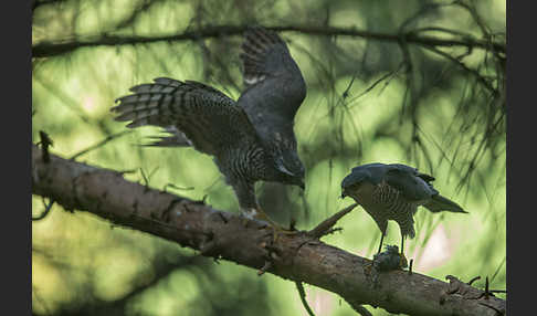 Sperber (Accipiter nisus)