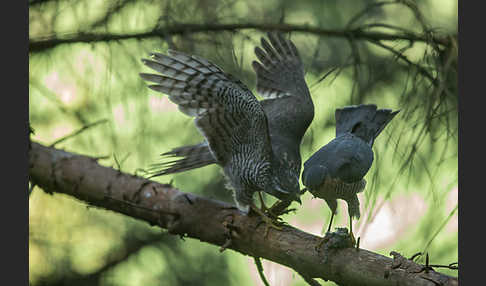 Sperber (Accipiter nisus)