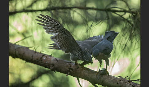 Sperber (Accipiter nisus)