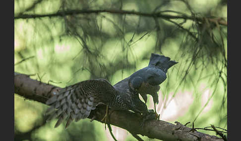 Sperber (Accipiter nisus)