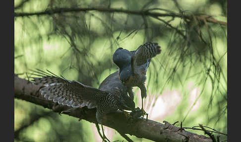 Sperber (Accipiter nisus)