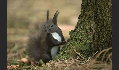 Eichhörnchen (Sciurus vulgaris)