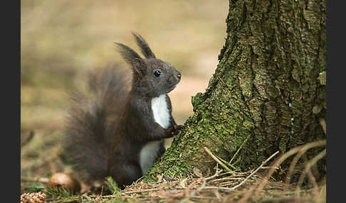 Eichhörnchen (Sciurus vulgaris)