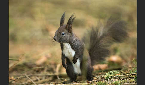 Eichhörnchen (Sciurus vulgaris)