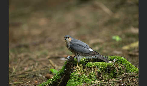 Sperber (Accipiter nisus)