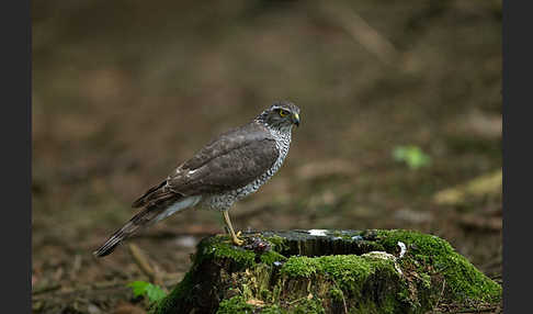 Sperber (Accipiter nisus)