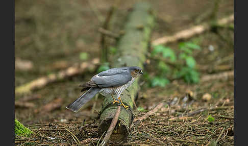 Sperber (Accipiter nisus)