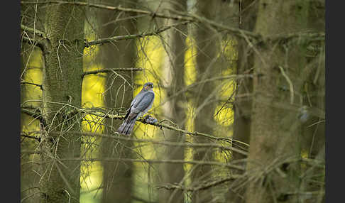 Sperber (Accipiter nisus)