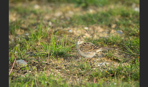 Feldlerche (Alauda arvensis)