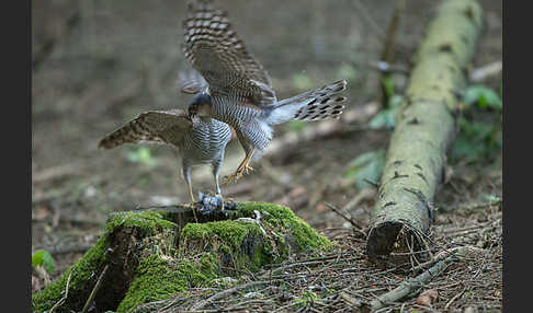 Sperber (Accipiter nisus)