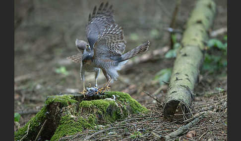 Sperber (Accipiter nisus)