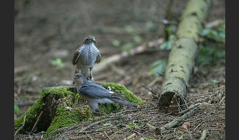 Sperber (Accipiter nisus)