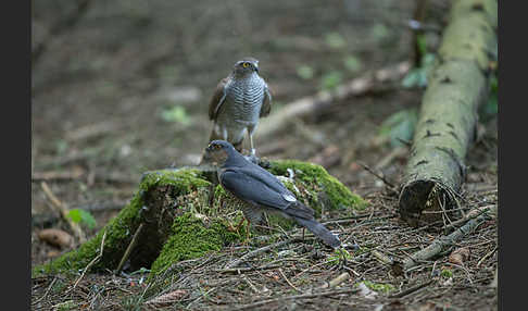 Sperber (Accipiter nisus)