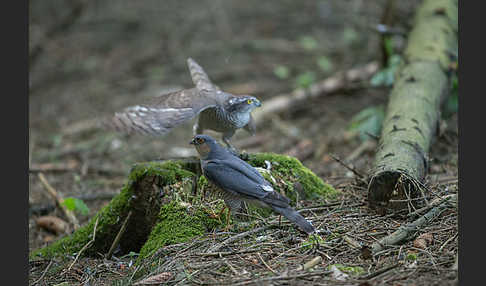 Sperber (Accipiter nisus)