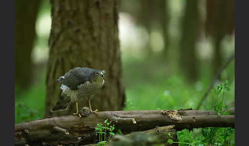 Sperber (Accipiter nisus)