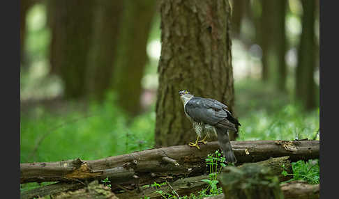 Sperber (Accipiter nisus)