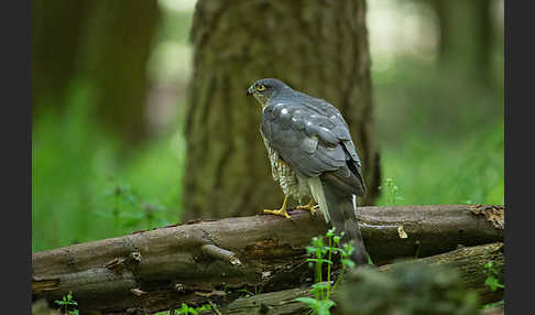 Sperber (Accipiter nisus)