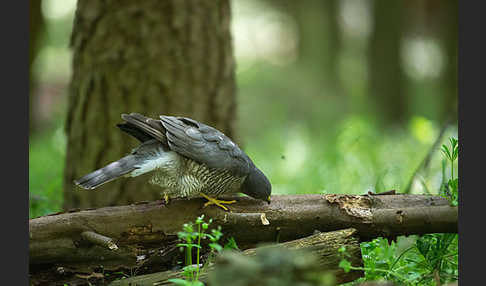 Sperber (Accipiter nisus)