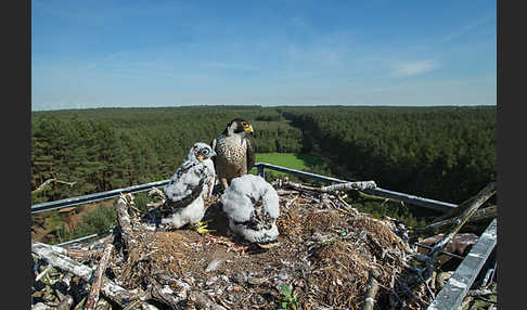 Wanderfalke (Falco peregrinus)