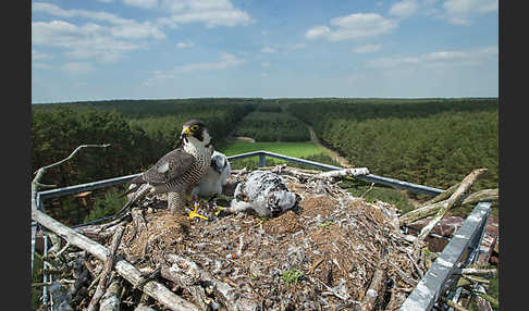 Wanderfalke (Falco peregrinus)