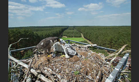 Wanderfalke (Falco peregrinus)