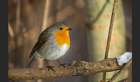 Rotkehlchen (Erithacus rubecula)