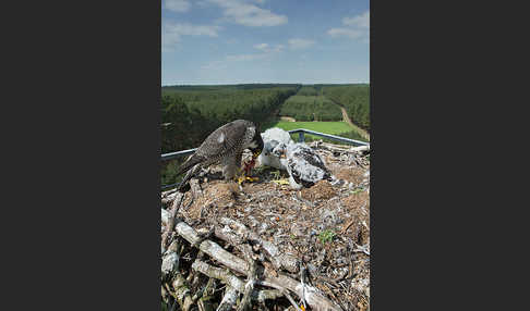 Wanderfalke (Falco peregrinus)