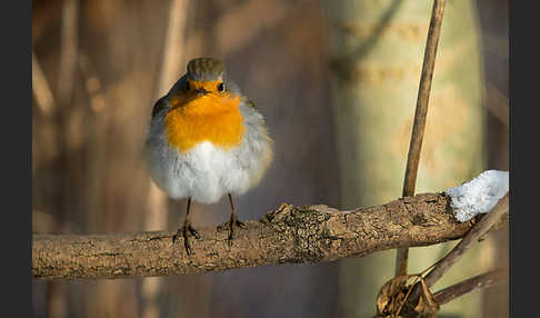 Rotkehlchen (Erithacus rubecula)